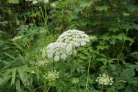 Plant Illustration Details