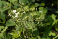 어수리(Heracleum moellendorffii Hance)