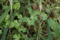 Plant Illustration Details