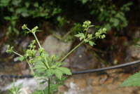 Plant Illustration Details