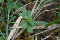 Plant Illustration Details