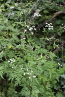 사상자(Torilis japonica (Houtt.) DC.)