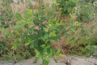 Plant Illustration Details