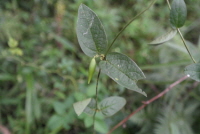 Plant Illustration Details