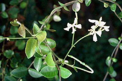 Plant Illustration Details