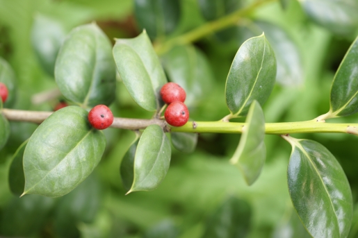 Ilex cornuta Lindl. & Paxton