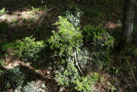 꽝꽝나무(Ilex crenata Thunb.)