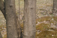 낙상홍(Ilex serrata Thunb.)