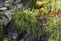 Plant Illustration Details