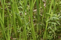 Plant Illustration Details