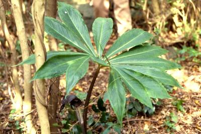 Plant Illustration Details