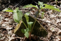 Plant Illustration Details