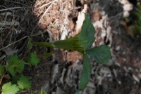 Plant Illustration Details