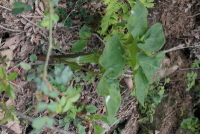 Plant Illustration Details