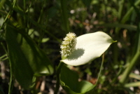 Plant Illustration Details