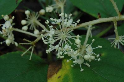 Aralia elata (Miq.) Seem.