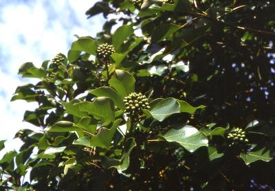 황칠나무(Dendropanax trifidus (Thunb.) Makino ex H.Hara)