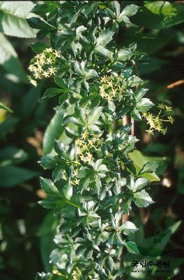 Plant Illustration Details