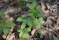 Plant Illustration Details