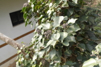 송악(Hedera rhombea (Miq.) Siebold & Zucc. ex Bean)