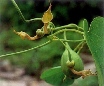 Plant Illustration Details