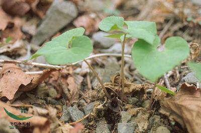 Plant Illustration Details