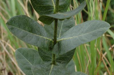 Plant Illustration Details