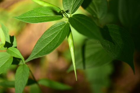 Plant Illustration Details