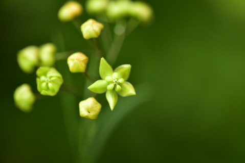 Plant Illustration Details