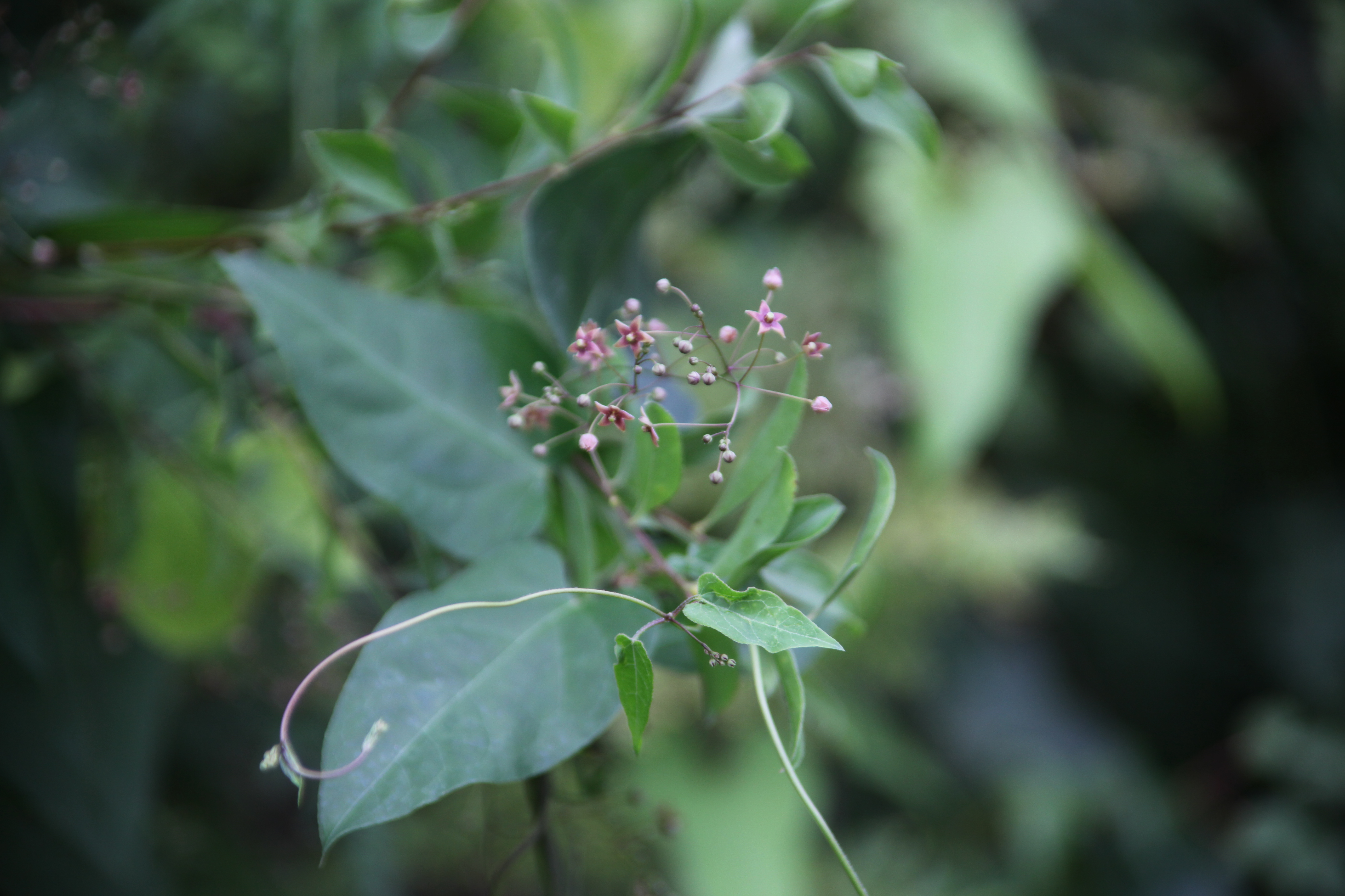 Plant Illustration Details