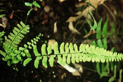 Plant Illustration Details