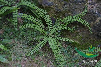 Plant Illustration Details