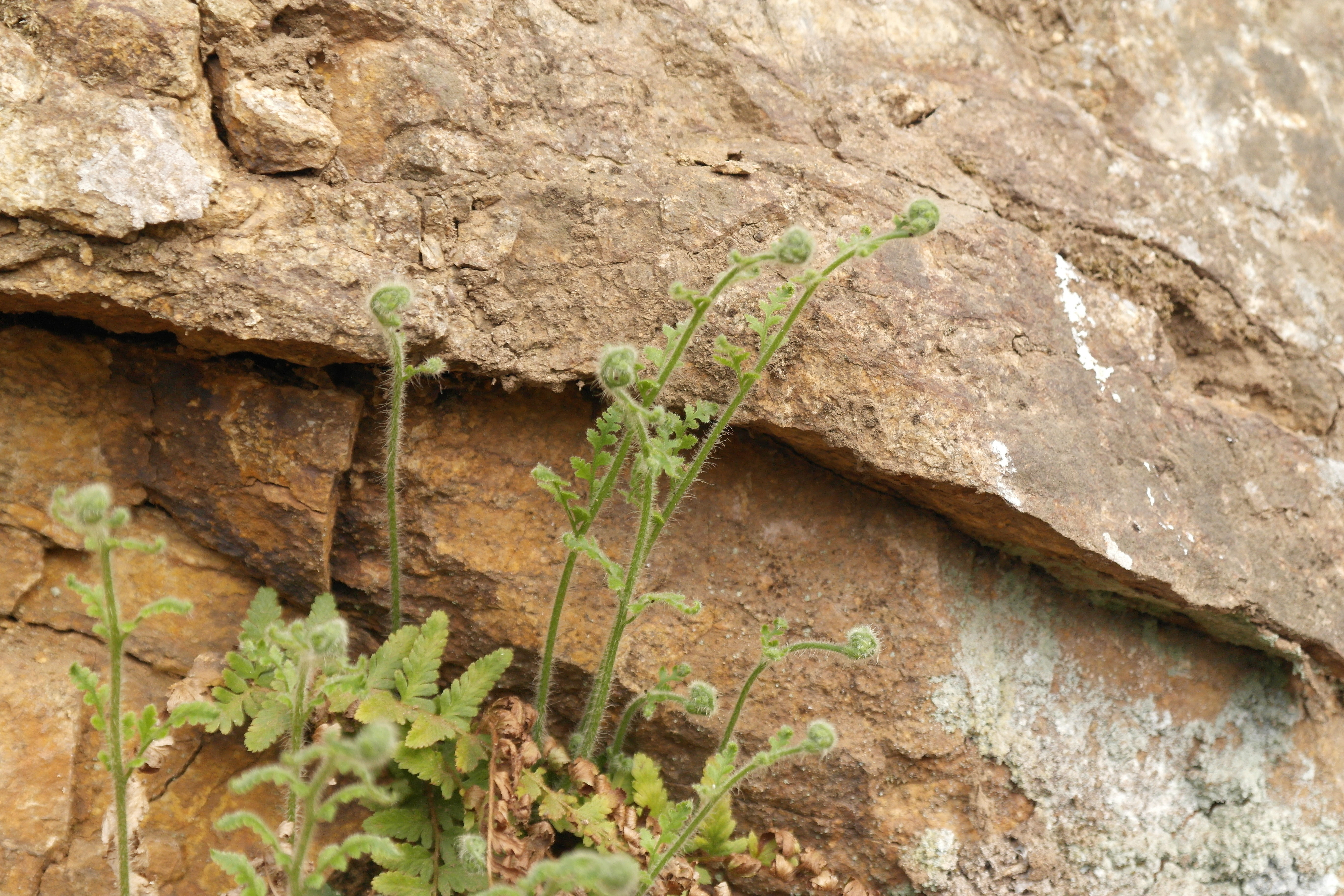 Plant Illustration Details