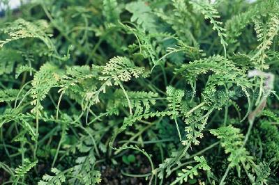 Plant Illustration Details