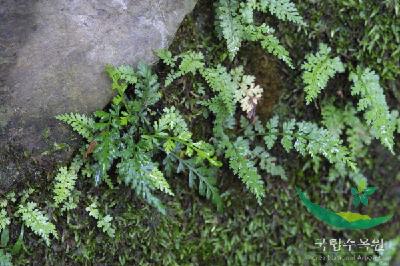 Plant Illustration Details