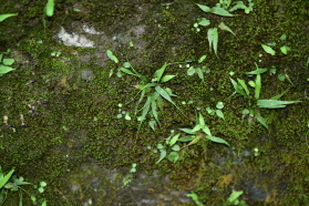 Plant Illustration Details