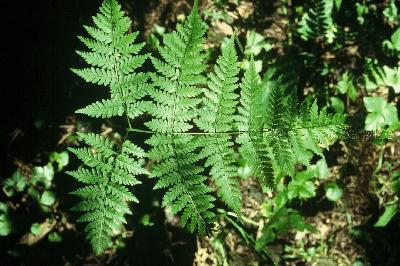 Plant Illustration Details