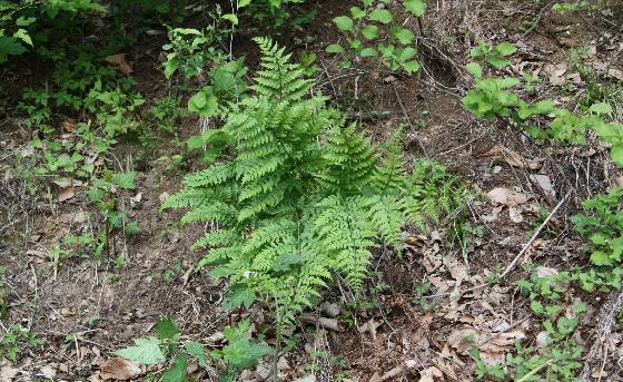 고사리(Pteridium aquilinum (L.) Kuhn var. latiusculum (Desv.) Underw. ex A.Heller)