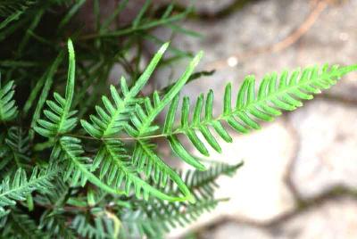 Plant Illustration Details