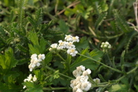 Plant Illustration Details