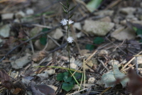 Plant Illustration Details