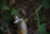 Plant Illustration Details