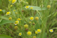 Plant Illustration Details