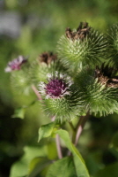 우엉(Arctium lappa L.)