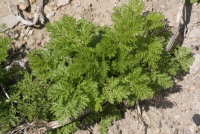 개똥쑥(Artemisia annua L.)