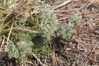 사철쑥(Artemisia capillaris Thunb.)