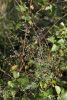 더위지기(Artemisia sacrorum Ledeb. var. iwayomogi (Kitam.) M.S.Park & G.Y.Chung)