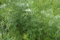 덤불쑥(Artemisia rubripes Nakai)