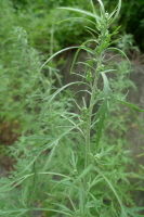 Plant Illustration Details