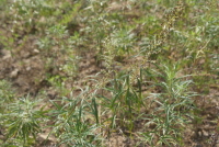 Plant Illustration Details